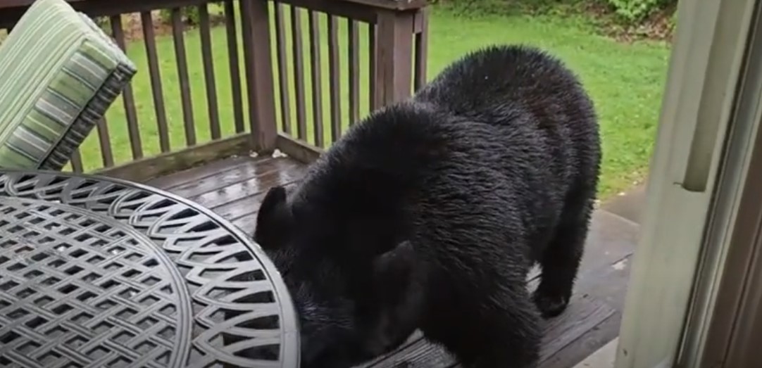 Gấu đen to lớn lục đồ ngoài hiên nhà để tìm thức ăn 